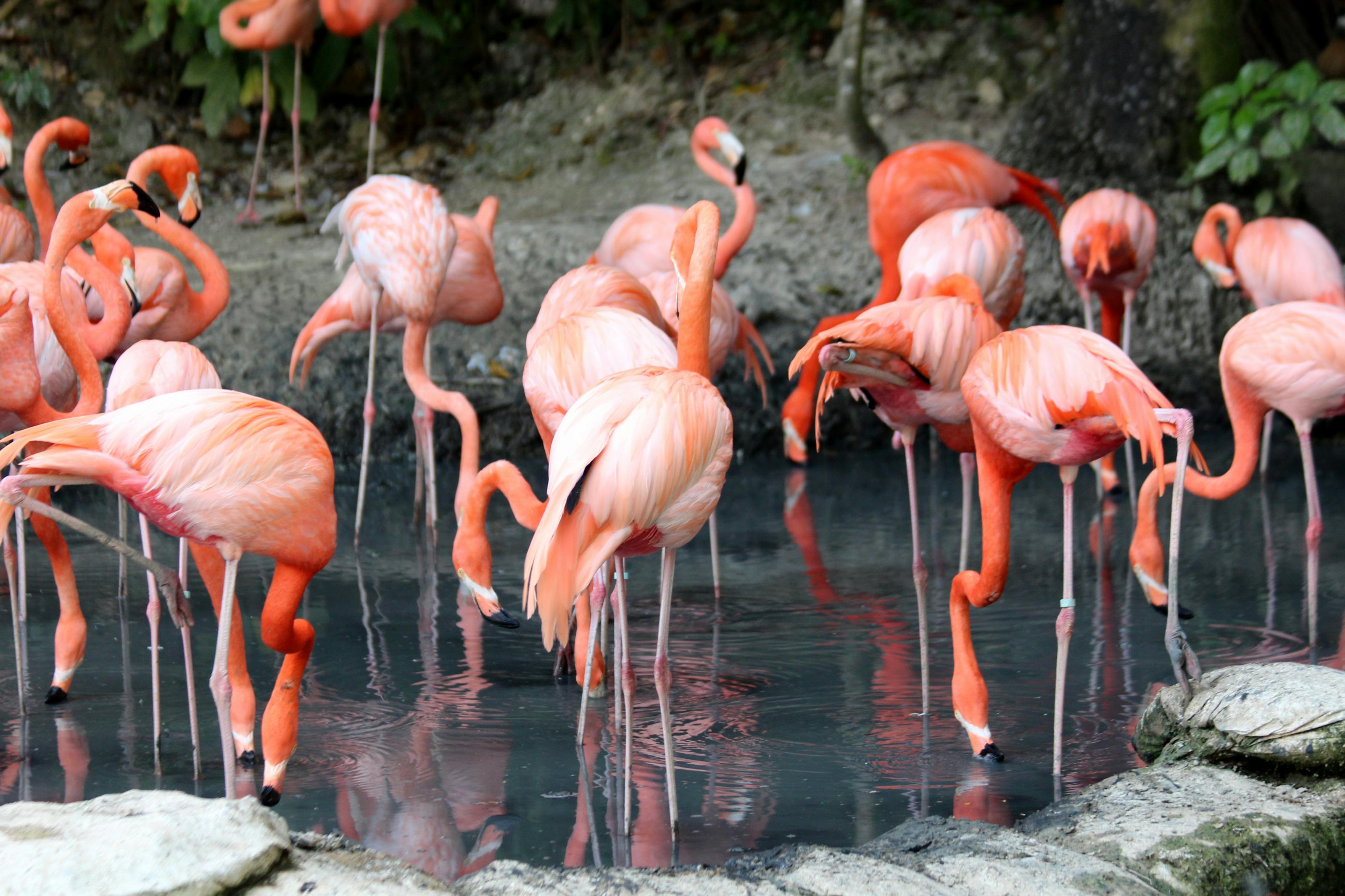 Flamingos cor-de-rosa